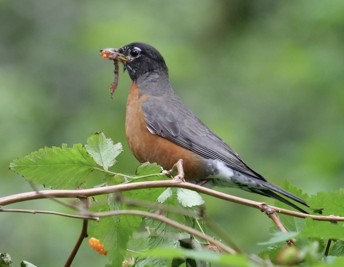 American Robin - ML619608536