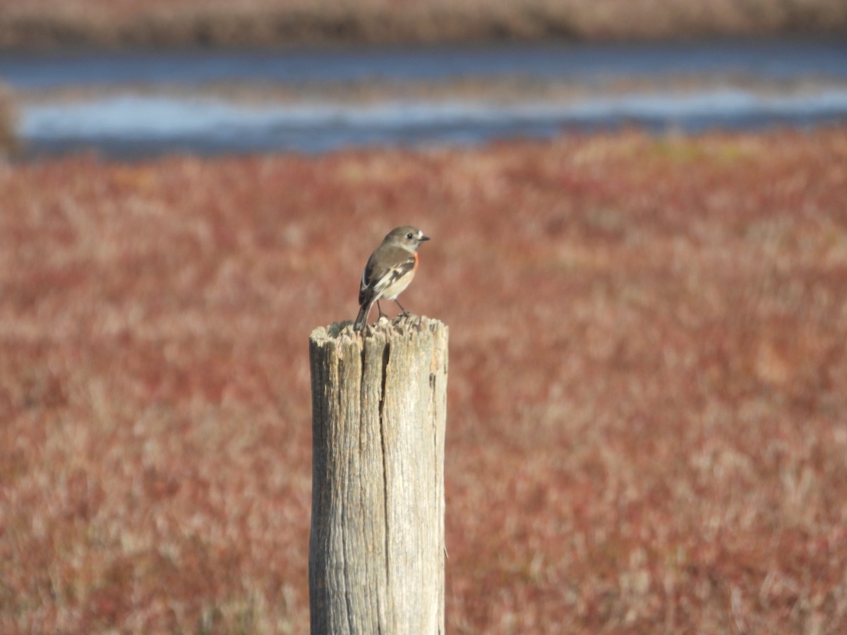 Scarlet Robin - ML619608537