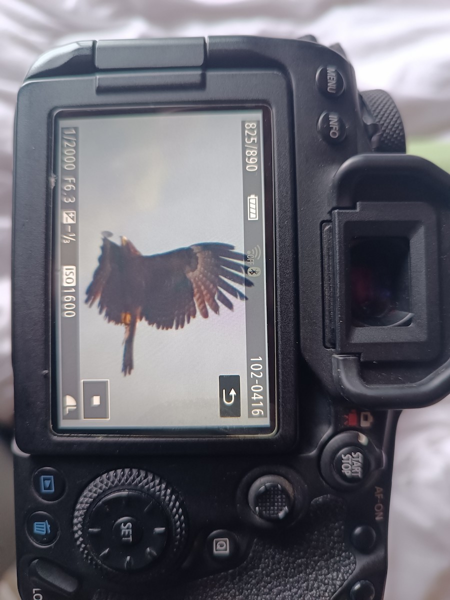 Black Eagle - SUSANTA MUKHERJEE