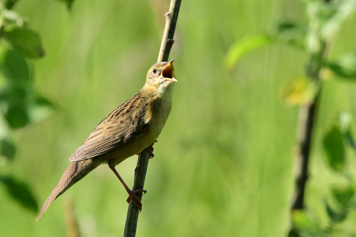 Common Grasshopper Warbler - ML619608541