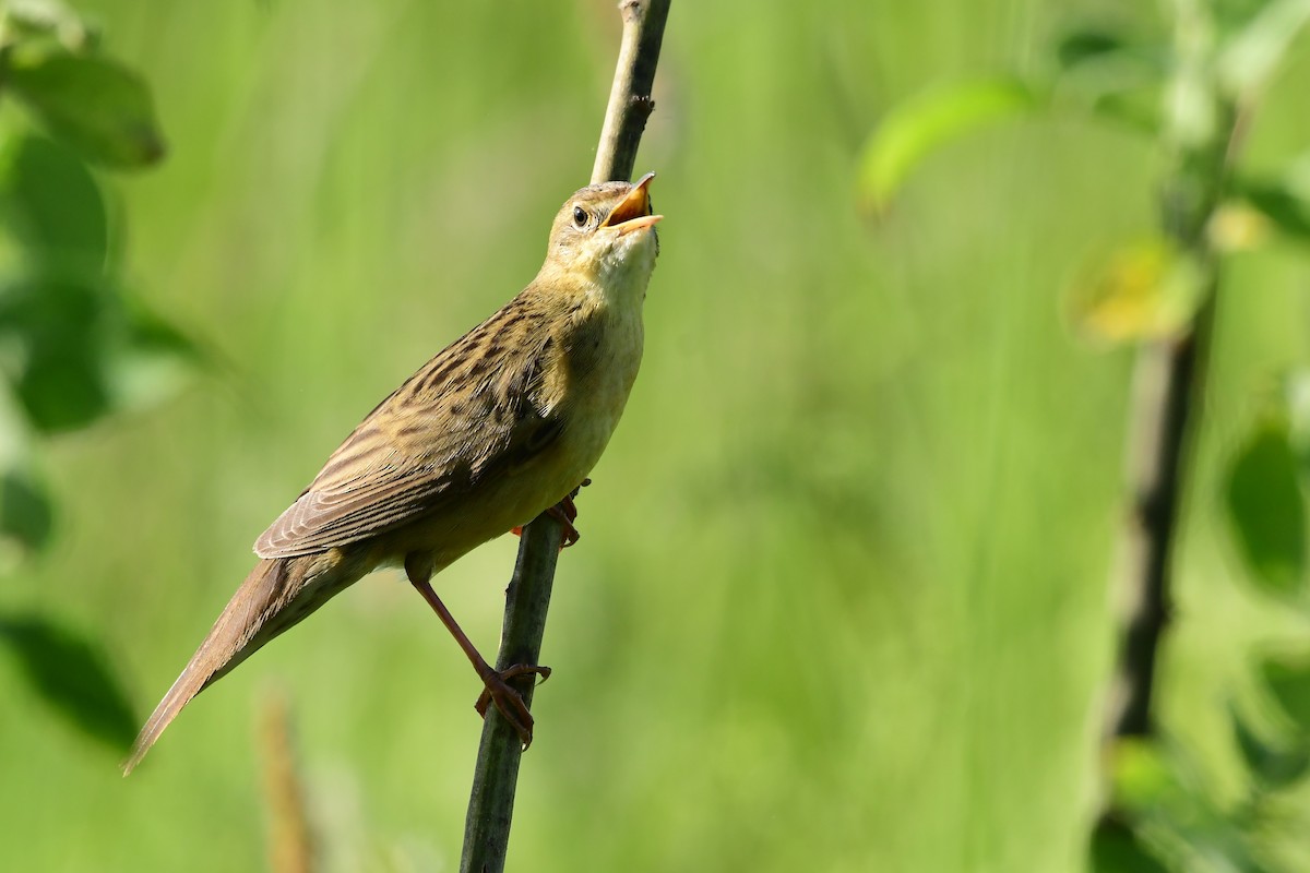 Common Grasshopper Warbler - Igor Długosz