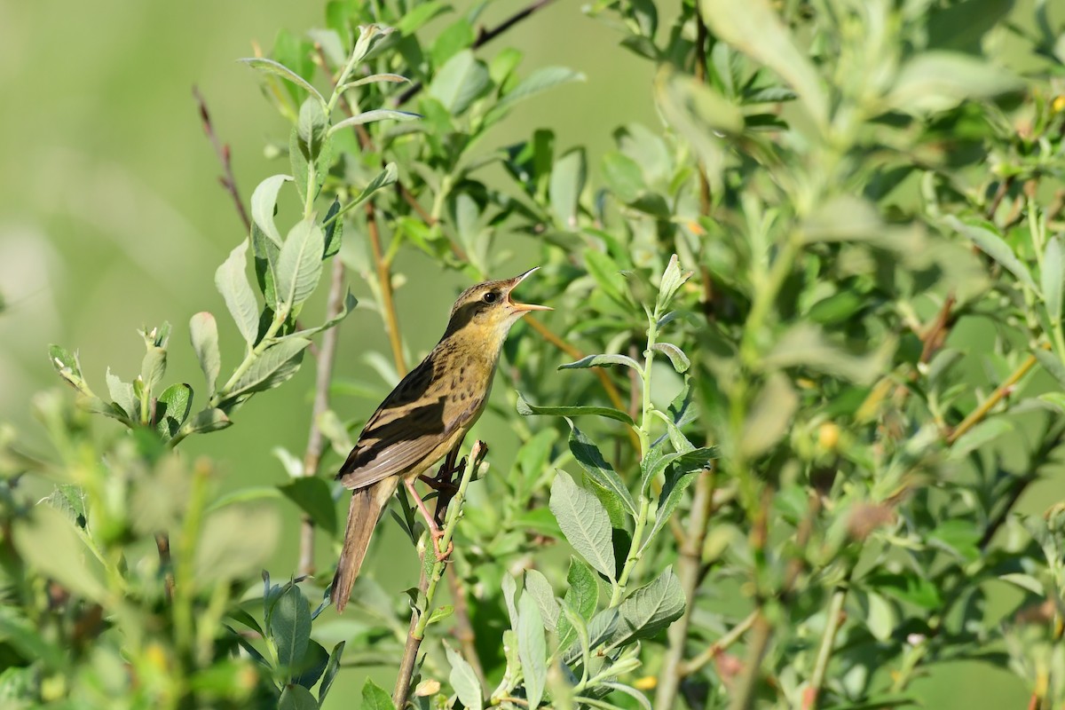 Common Grasshopper Warbler - Igor Długosz