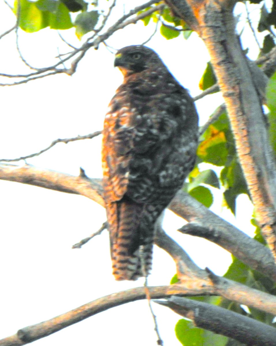 Red-tailed Hawk - ML619608545