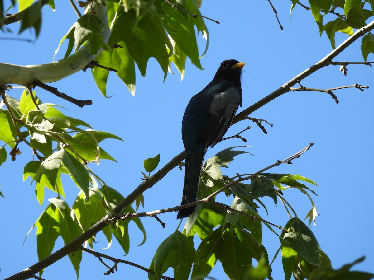 Elegant Trogon - Ben Wik