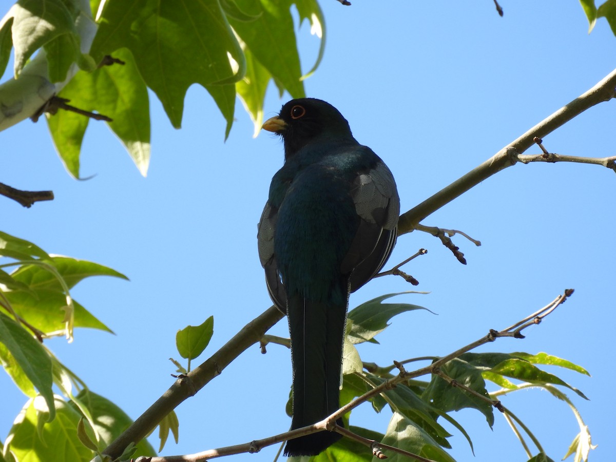 Elegant Trogon - Ben Wik