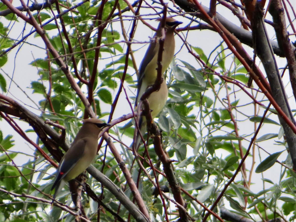 Cedar Waxwing - Art Hudak