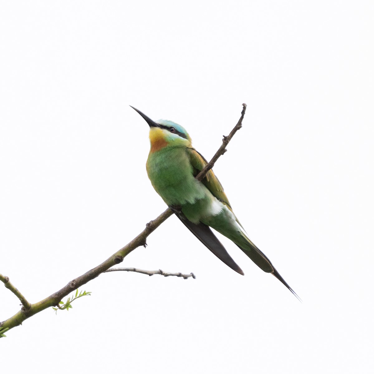 Blue-cheeked Bee-eater - Raoul Rutnam