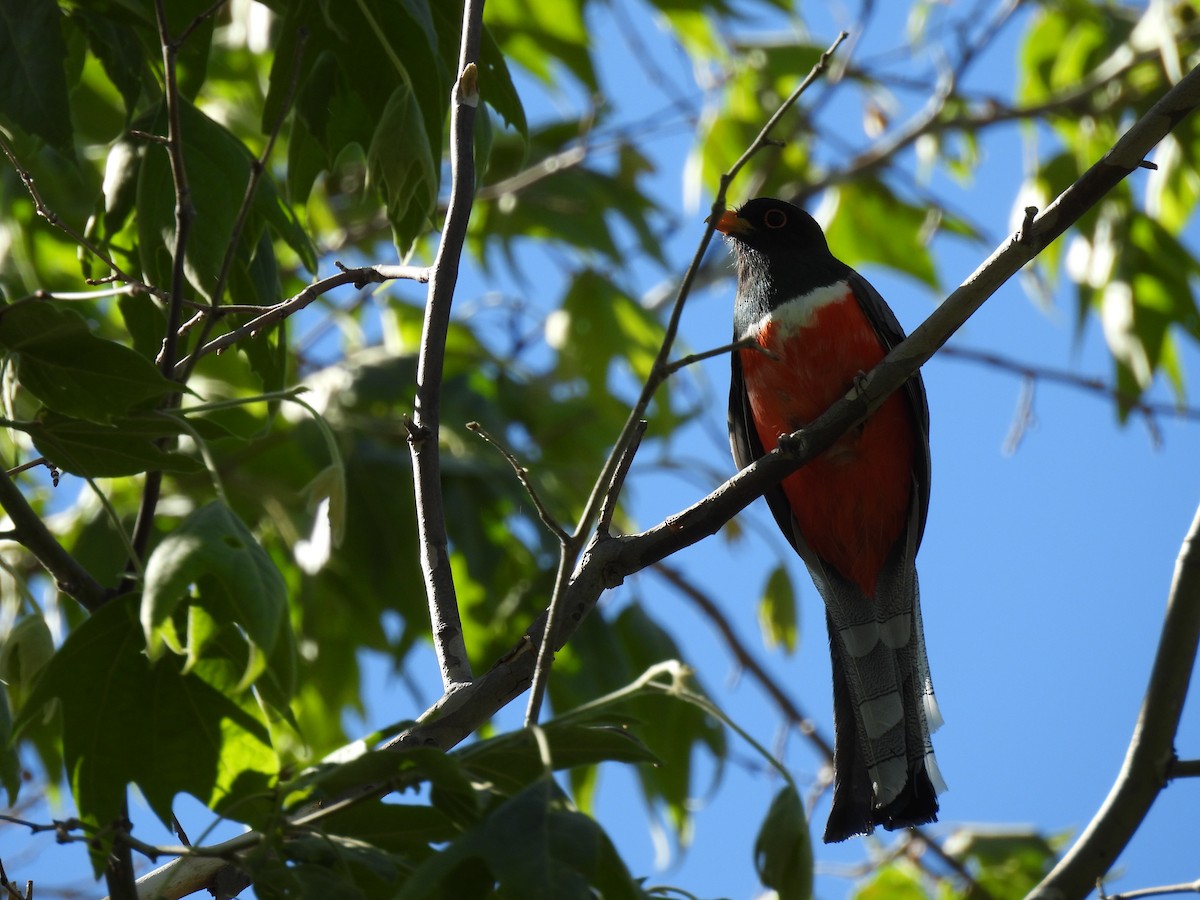 Trogon élégant - ML619608557