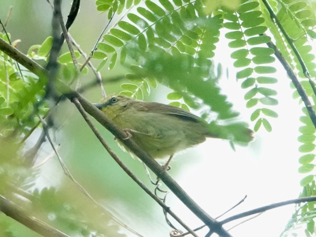 Pin-striped Tit-Babbler - ML619608569