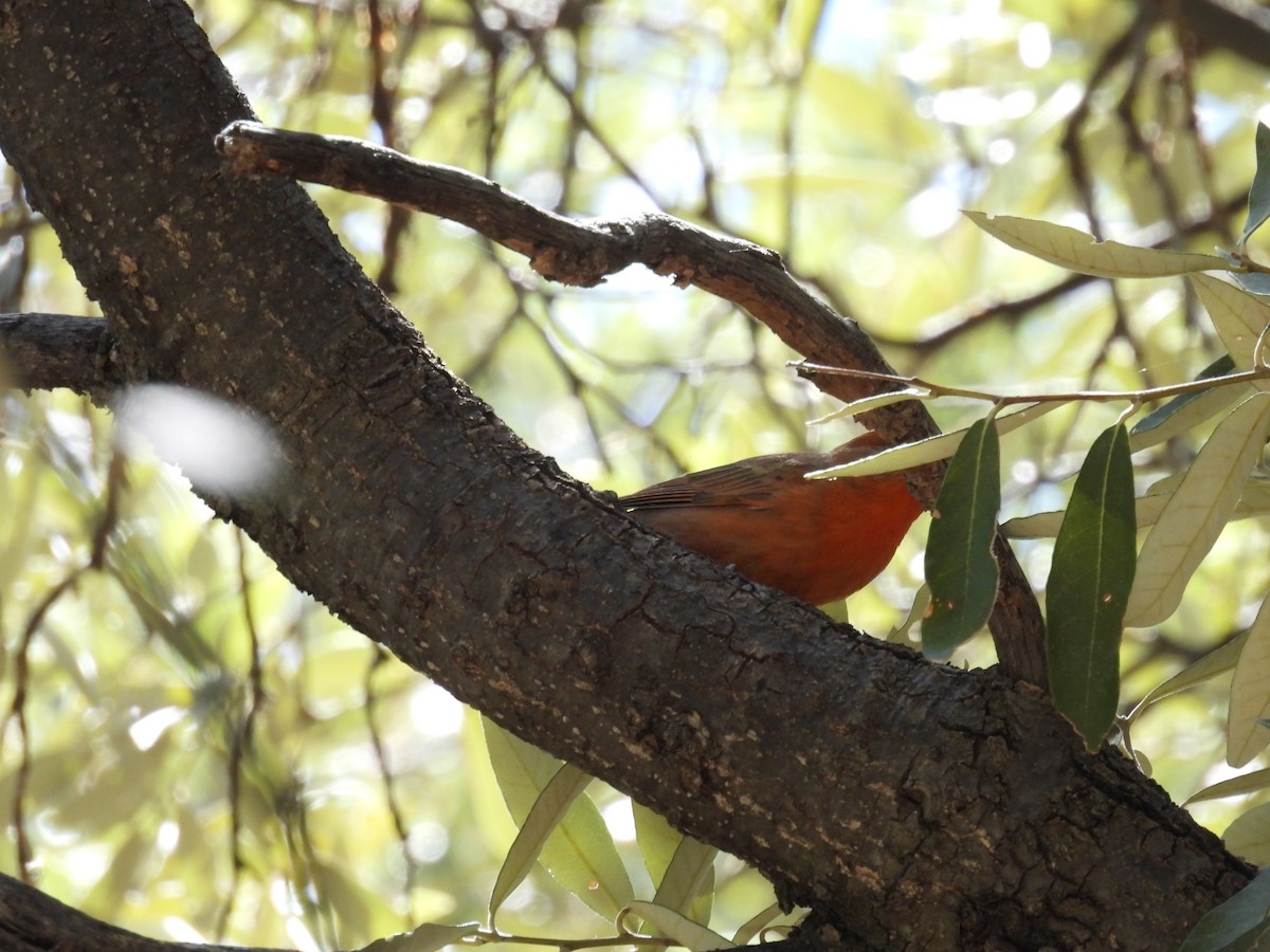 Hepatic Tanager - Ben Wik