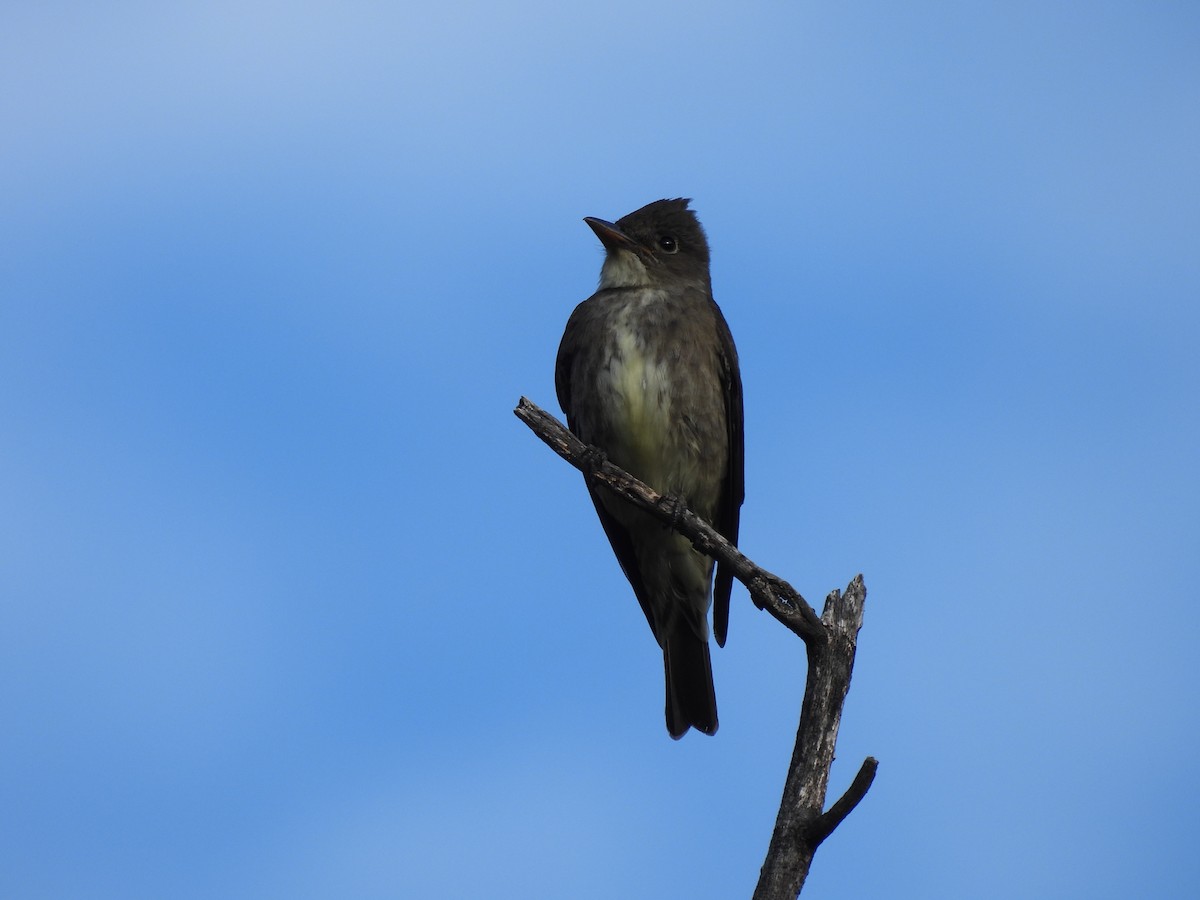 Olive-sided Flycatcher - Ben Wik