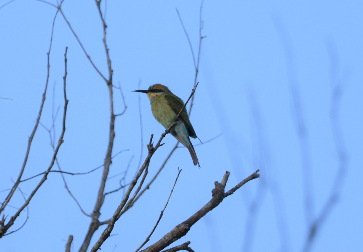 Rainbow Bee-eater - Monica Mesch