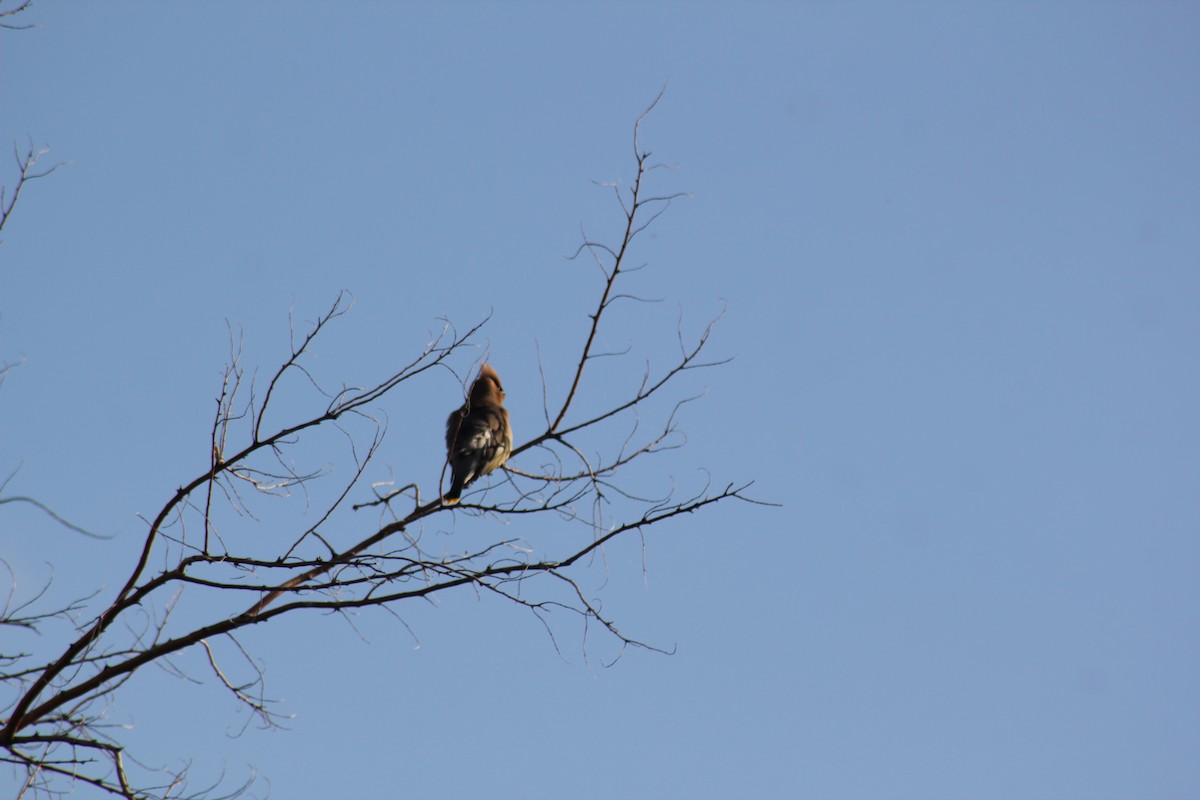 Cedar Waxwing - ML619608593