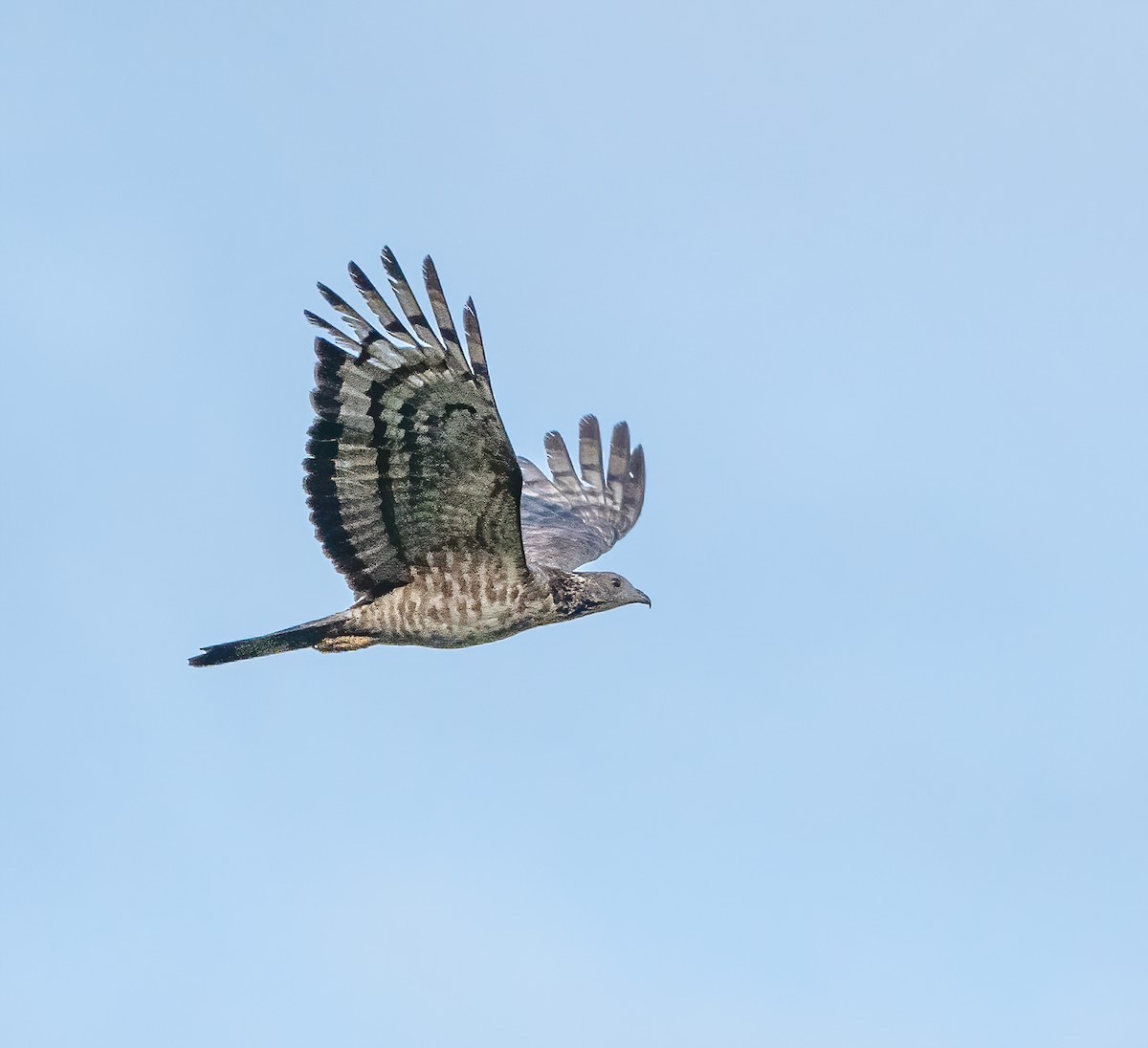 Oriental Honey-buzzard - Wilbur Goh