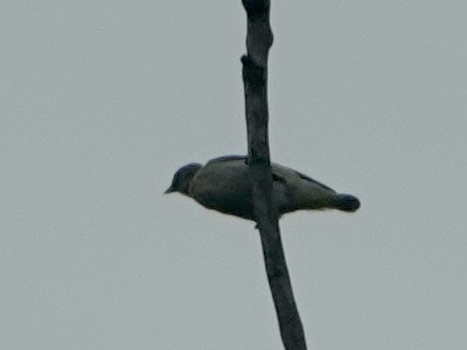 passerine sp. - Daniel Néron