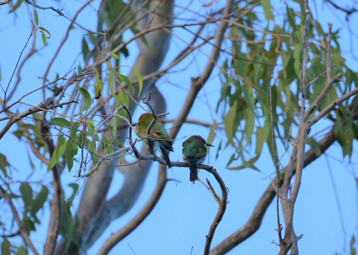 Rainbow Bee-eater - Monica Mesch
