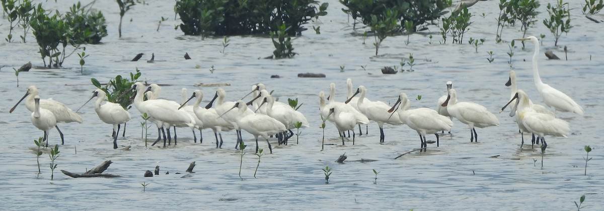 Black-faced Spoonbill - Arlango Lee