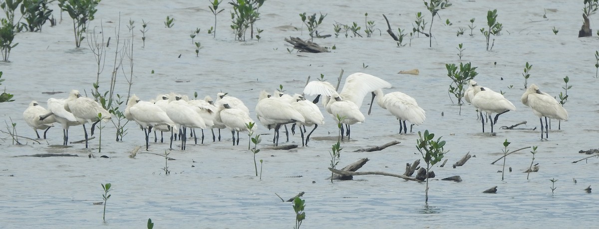 Black-faced Spoonbill - ML619608609