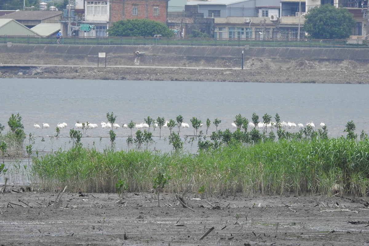 Black-faced Spoonbill - Arlango Lee