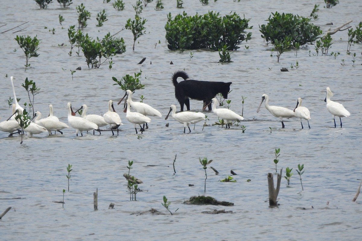 Black-faced Spoonbill - ML619608616