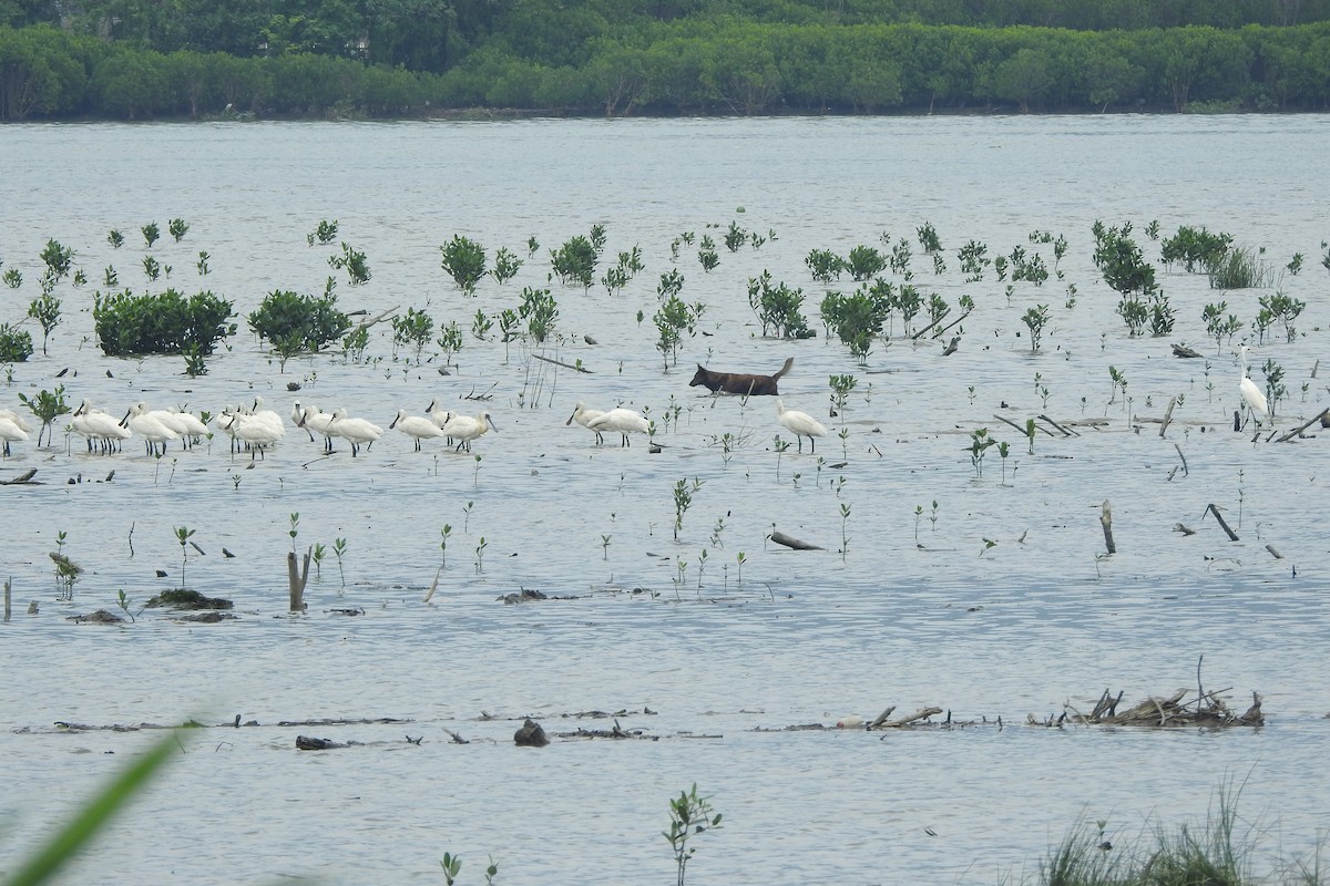 Black-faced Spoonbill - Arlango Lee