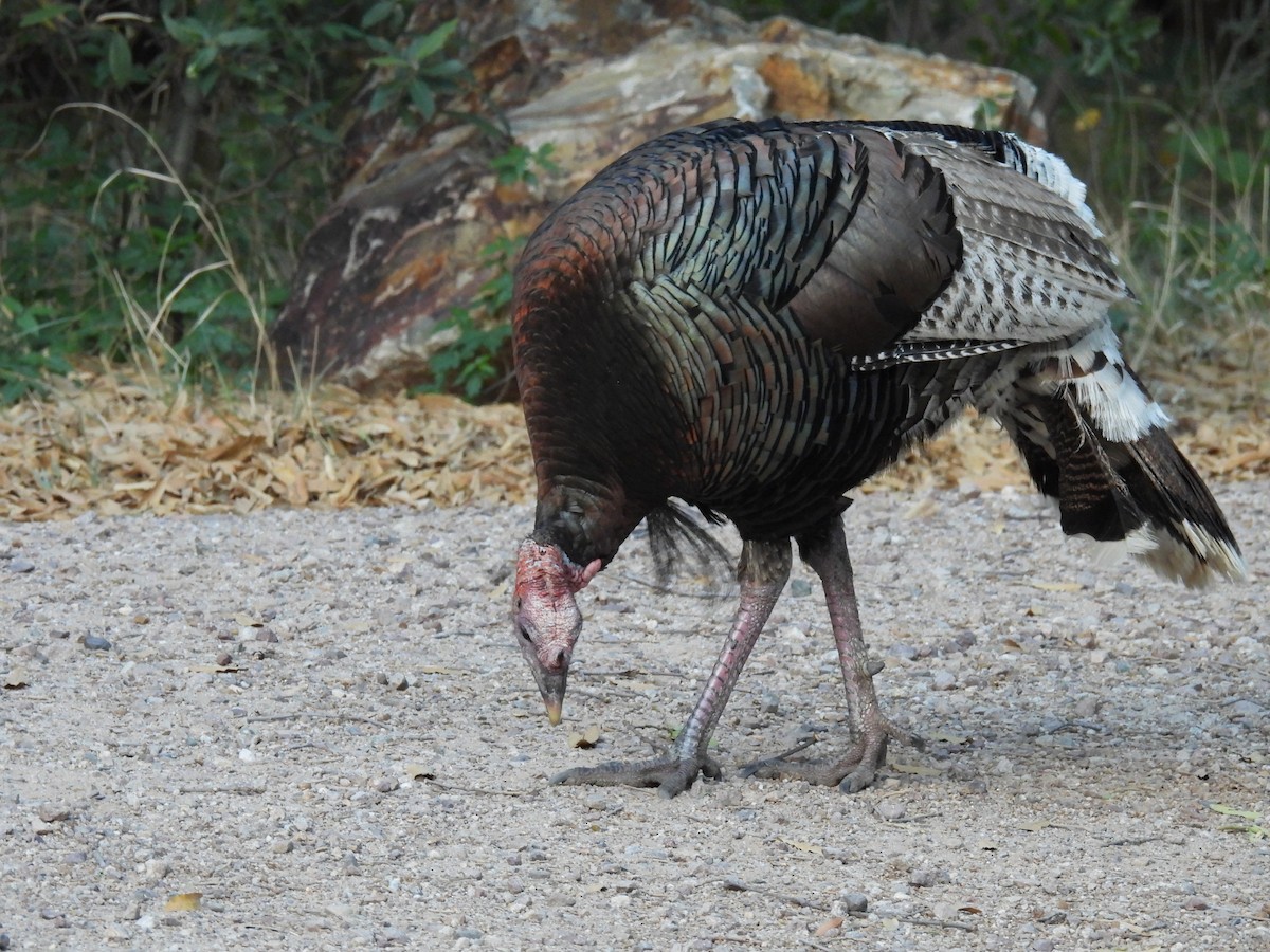 Wild Turkey - Ben Wik