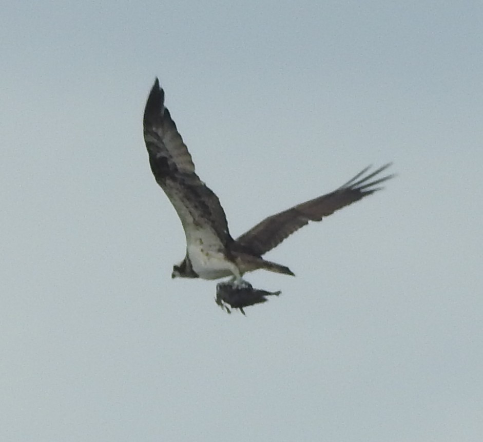 Osprey (haliaetus) - ML619608619