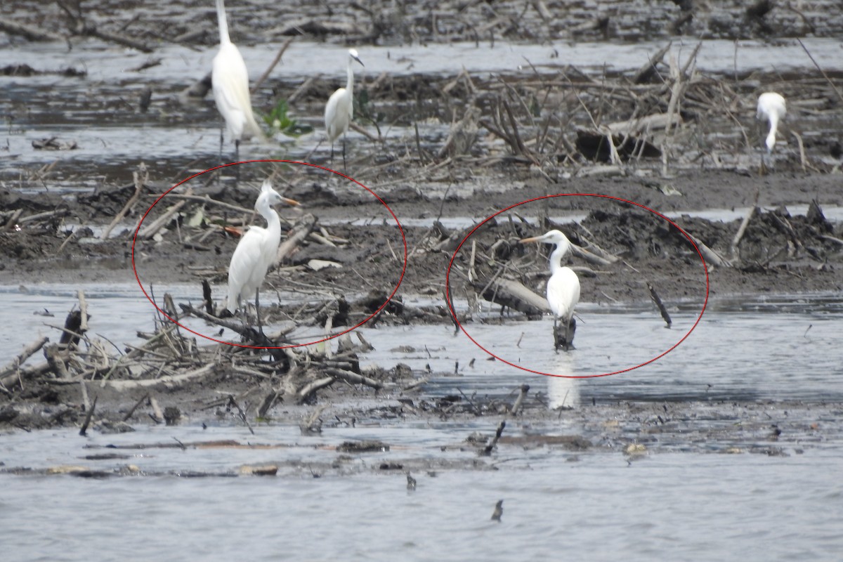 Chinese Egret - ML619608622