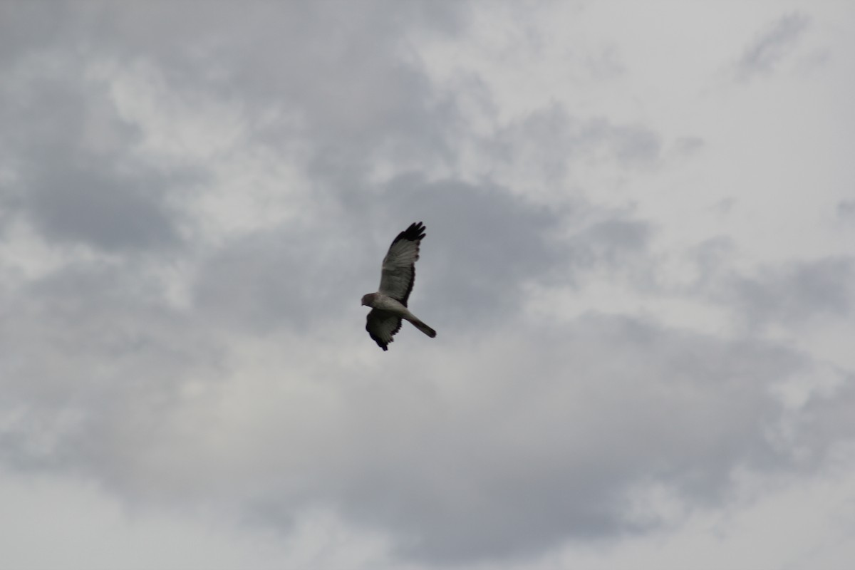 Northern Harrier - ML619608623