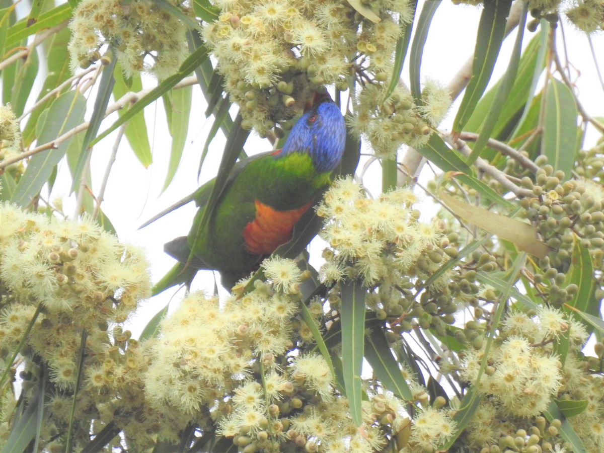 Rainbow Lorikeet - Monica Mesch