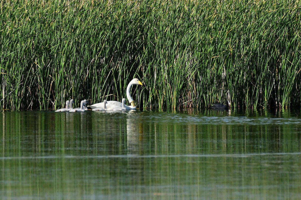 Whooper Swan - Igor Długosz