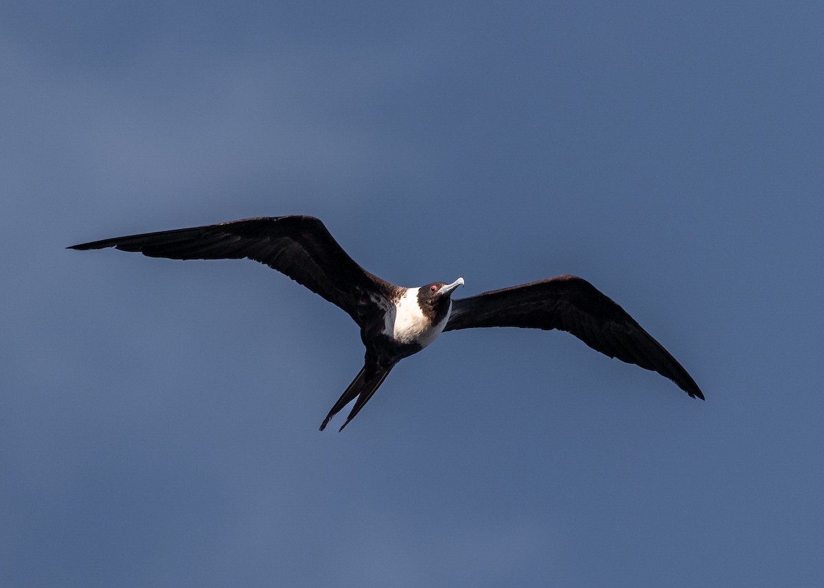 Lesser Frigatebird - Jamie Smith-Morvell