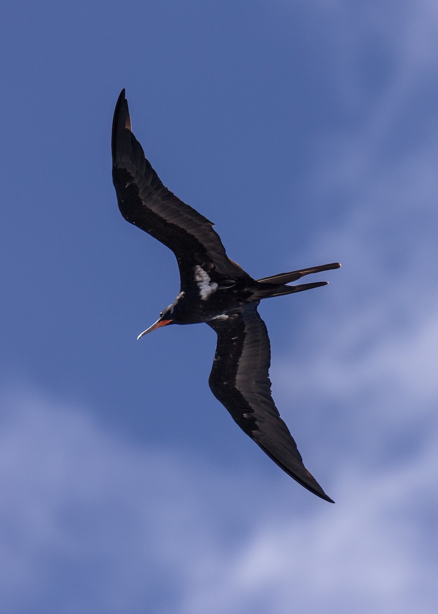 Lesser Frigatebird - Jamie Smith-Morvell