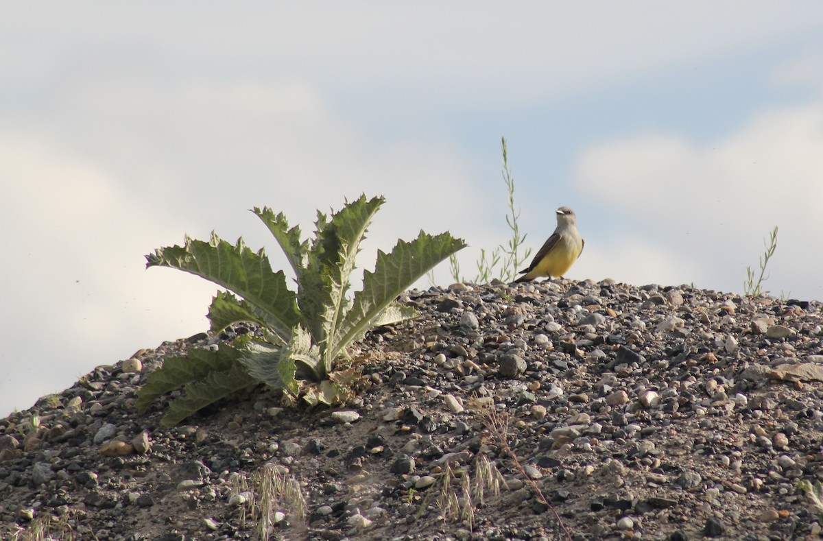 Western Kingbird - Paul Rinzler