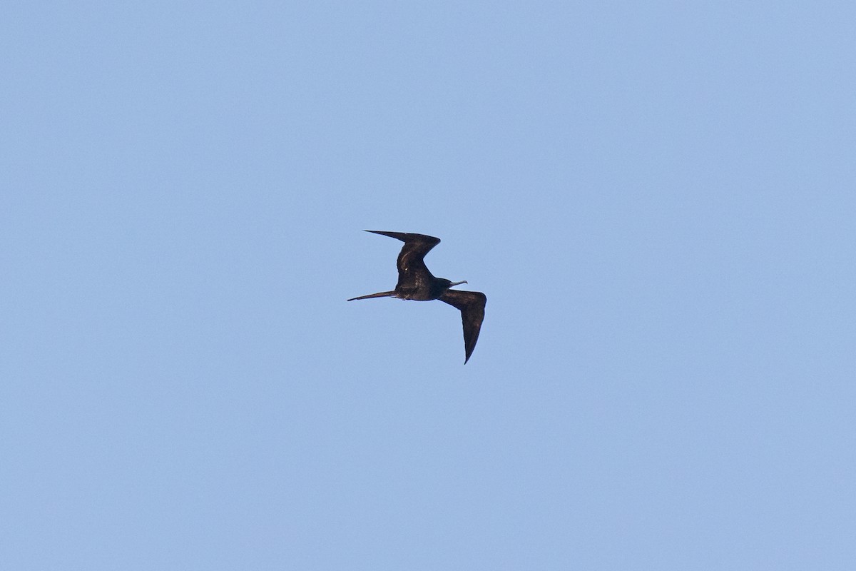 Great Frigatebird - ML619608651