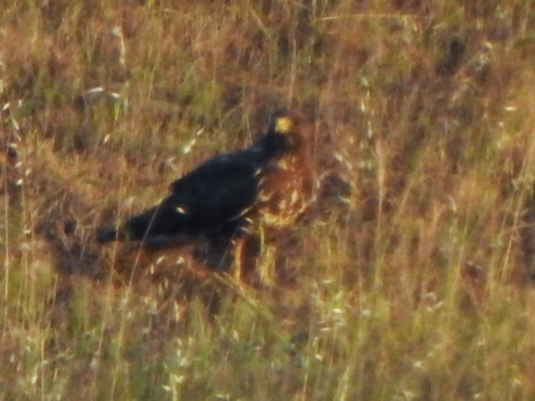 Swainson's Hawk - ML619608655