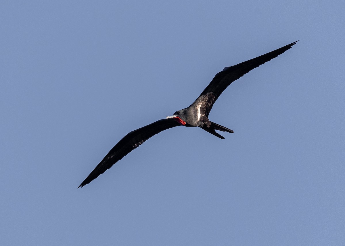 Lesser Frigatebird - Jamie Smith-Morvell