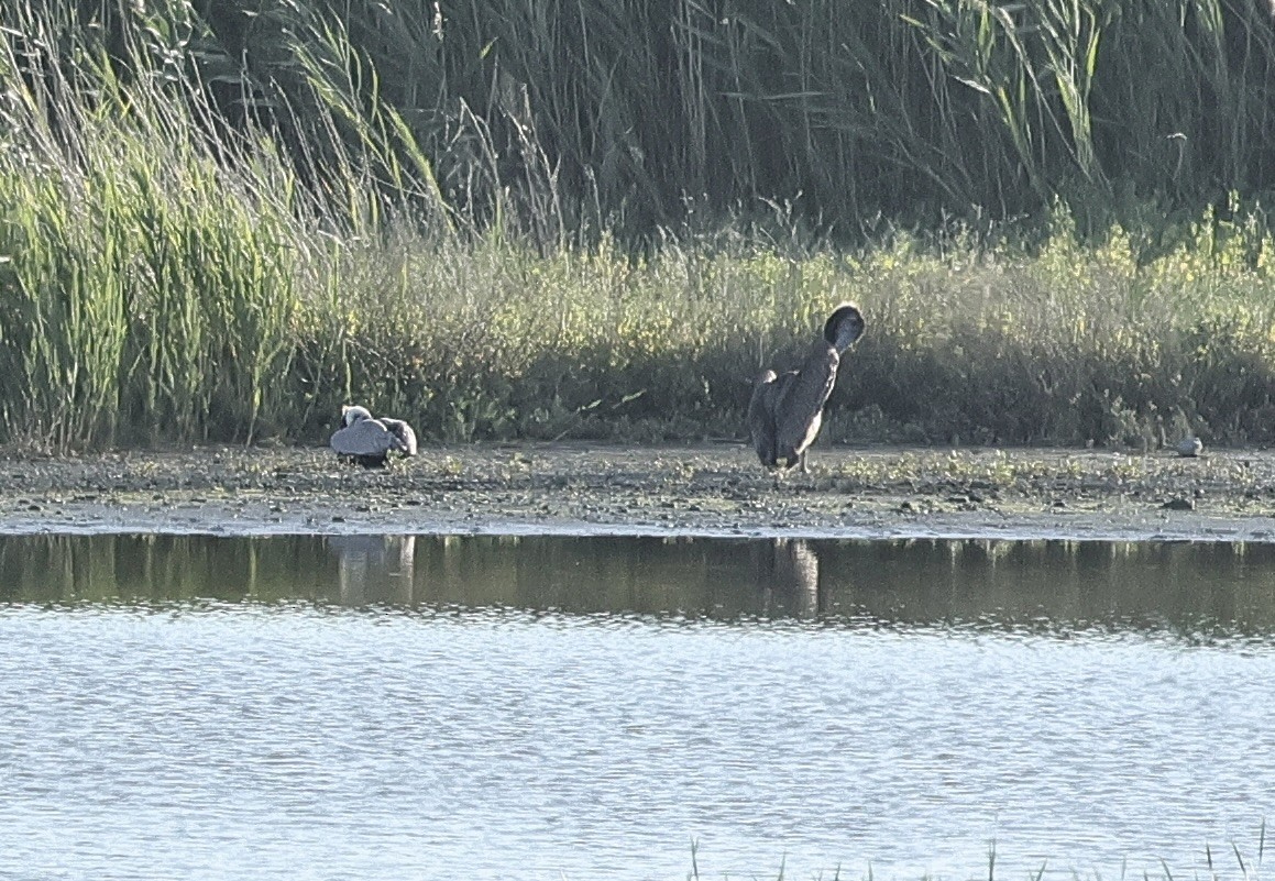 Brown Pelican - ML619608685