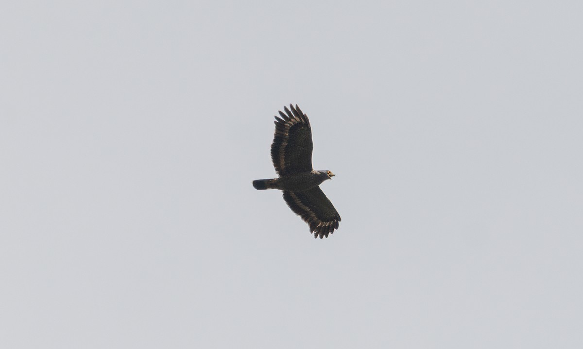 Philippine Serpent-Eagle - Koren Mitchell