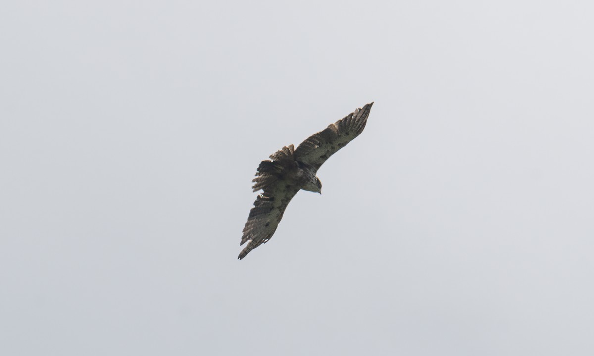 Rufous-bellied Eagle - Koren Mitchell