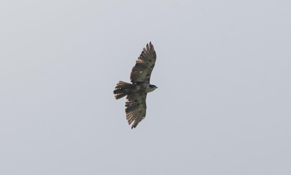 Rufous-bellied Eagle - Koren Mitchell