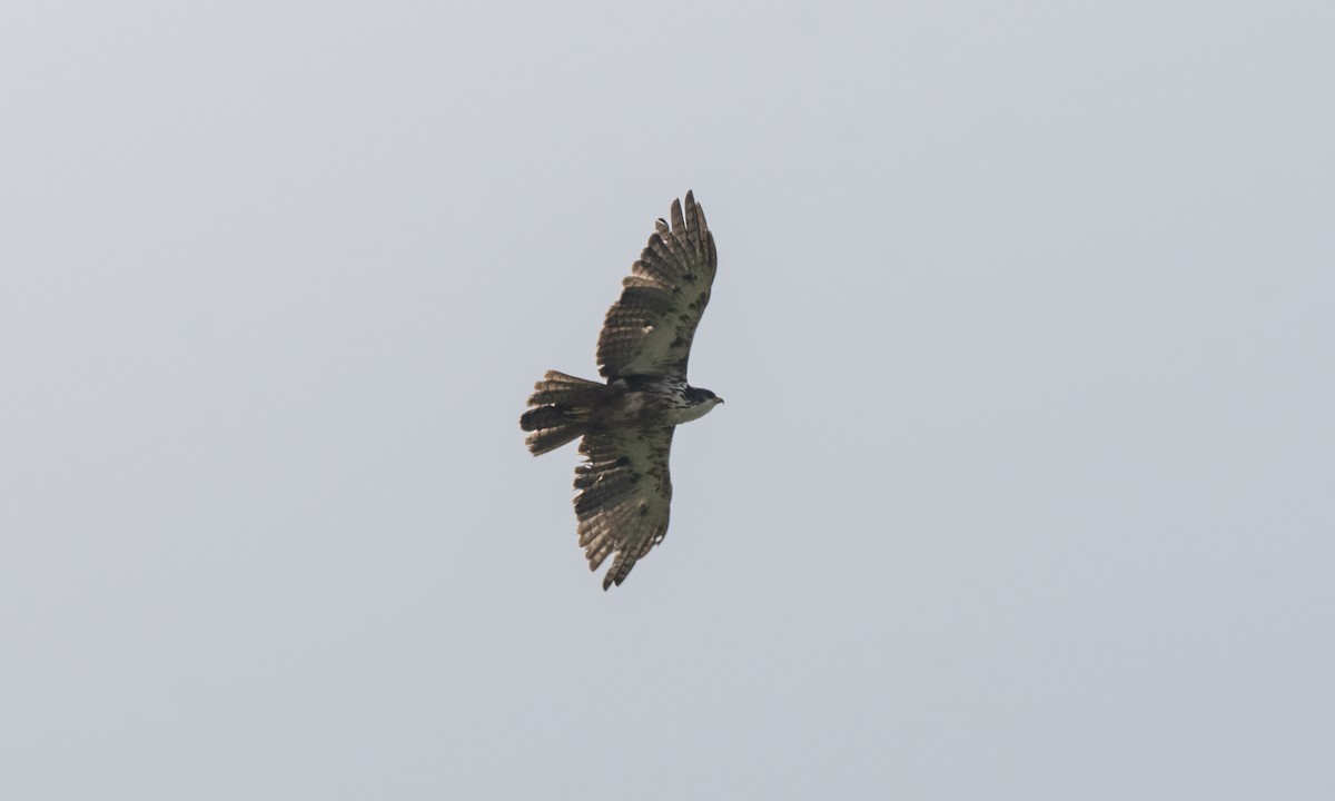 Rufous-bellied Eagle - ML619608693