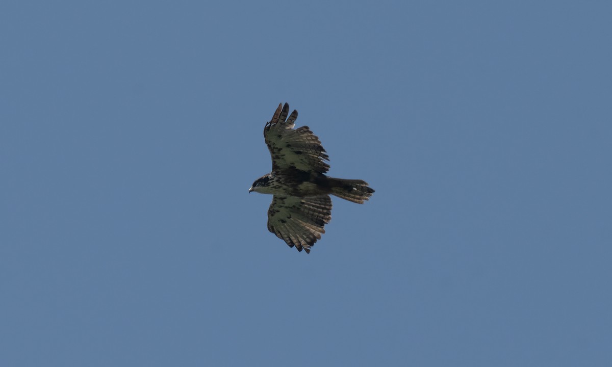 Rufous-bellied Eagle - Koren Mitchell