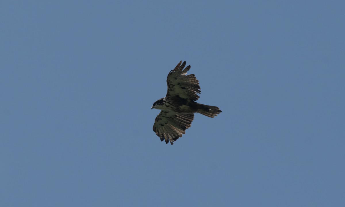 Rufous-bellied Eagle - Koren Mitchell