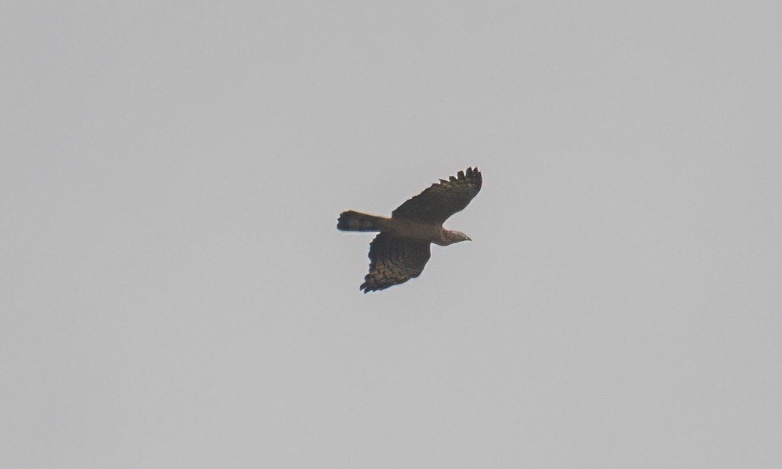 Oriental Honey-buzzard - Koren Mitchell