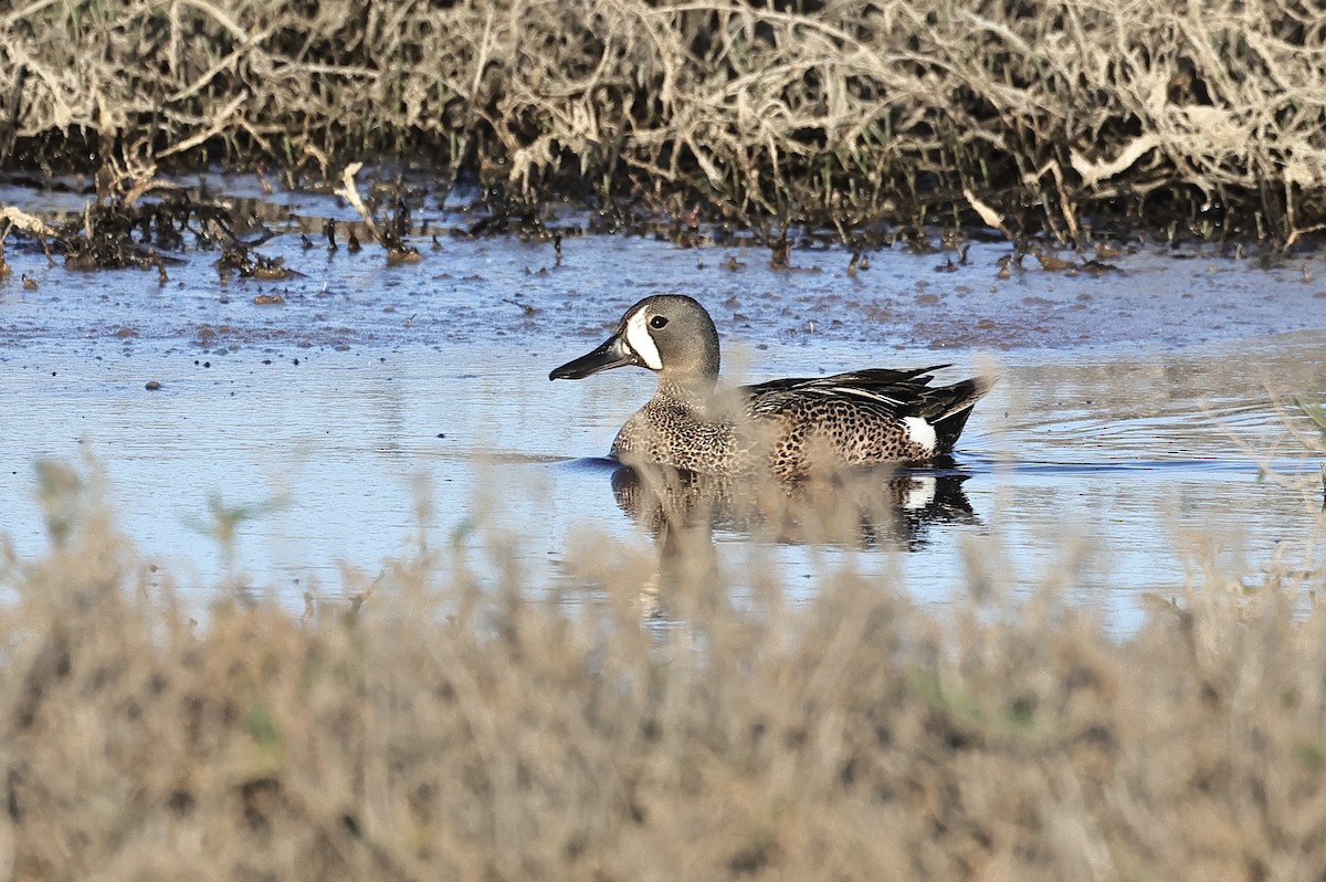 Blue-winged Teal - ML619608711