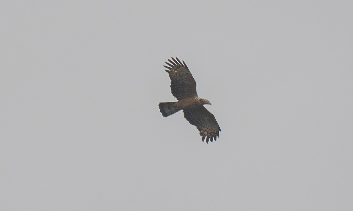 Oriental Honey-buzzard - ML619608712