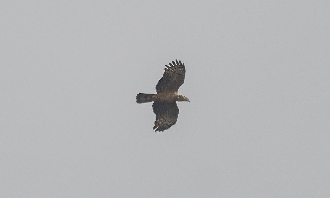 Oriental Honey-buzzard - Koren Mitchell