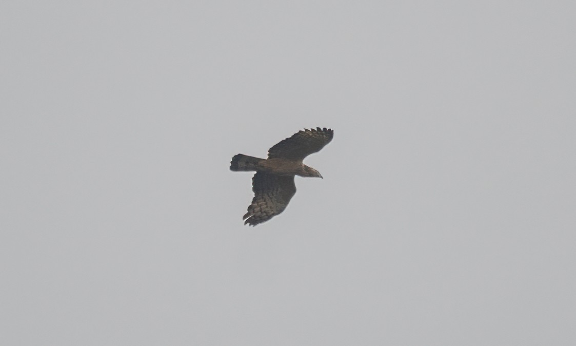 Oriental Honey-buzzard - ML619608714