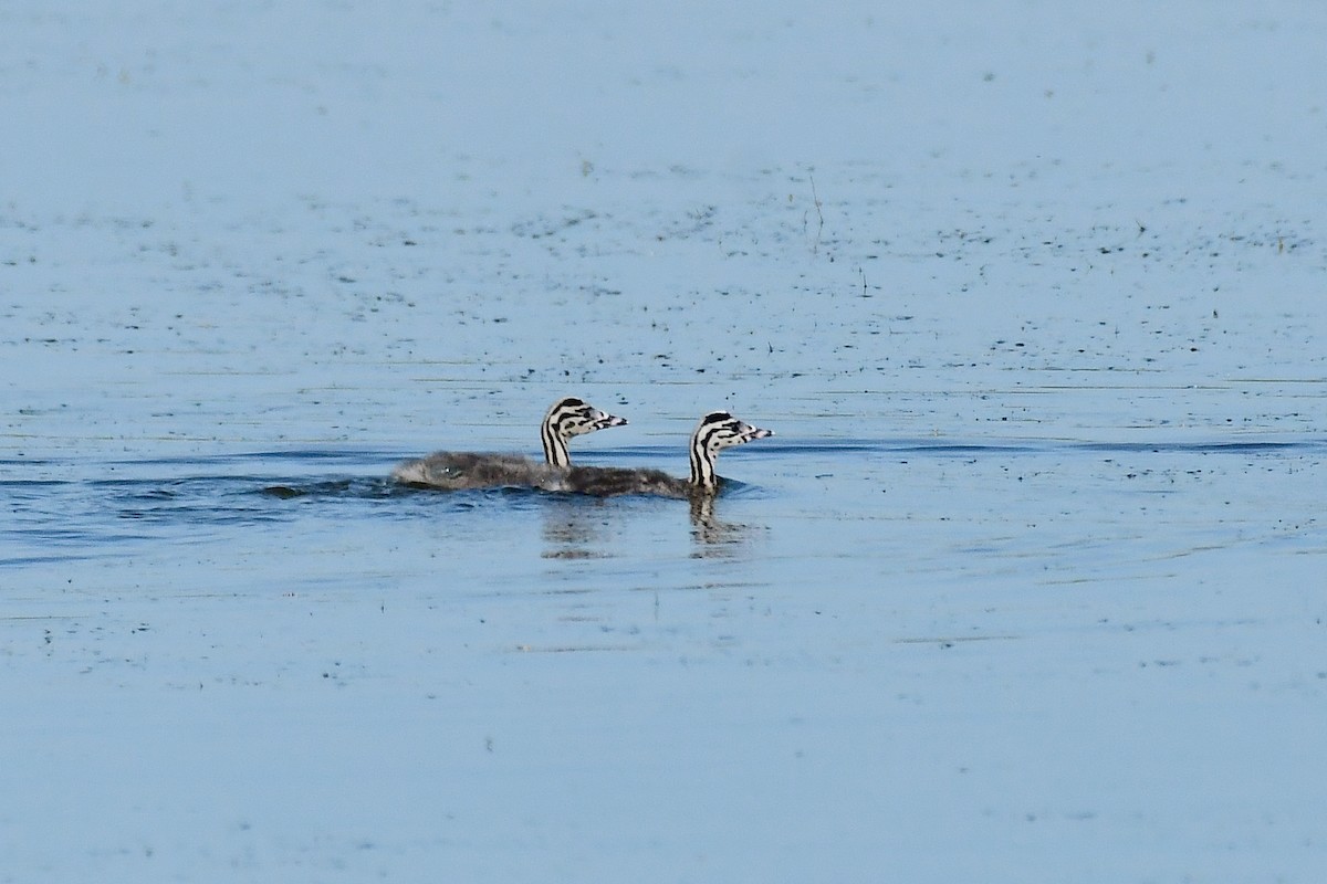 Great Crested Grebe - Igor Długosz